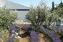 The Olive Grove, The Edible garden