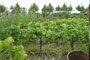 The Vine yard, The Edible garden