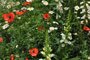 Poppy Scotlands Poppy Meadow